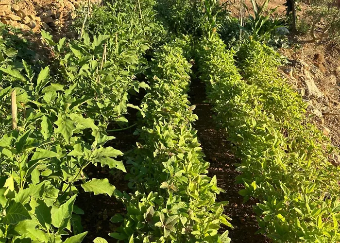 Akrotiri Konukevi 4*